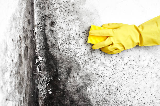 Best Black Mold Remediation in The Meadows, FL