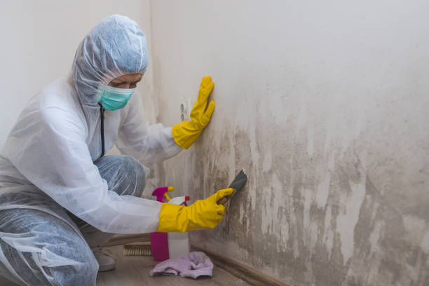 Best Attic Mold Remediation in The Meadows, FL