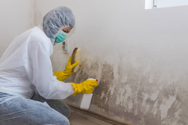 Best White Mold Remediation in The Meadows, FL