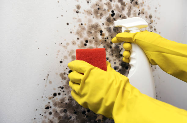 Best Attic Mold Remediation in The Meadows, FL